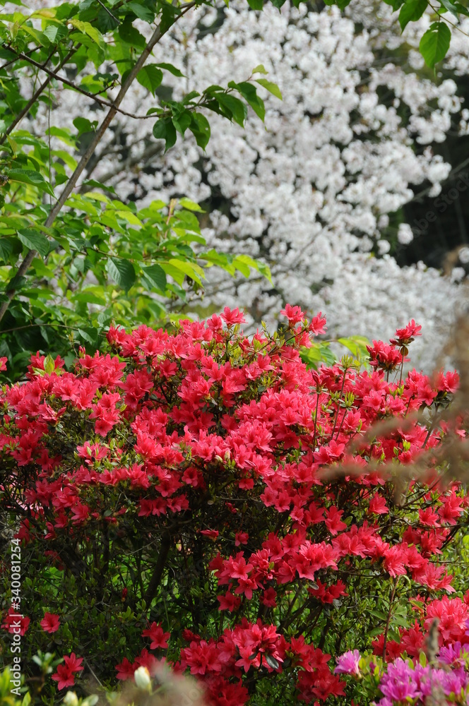 ツツジと桜　鹿児島県出水市