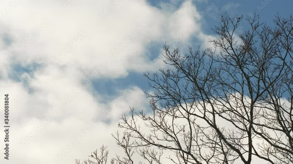 Fast moving clouds whip past bare winter oak trees Fast moving clouds whip past bare winter oak trees