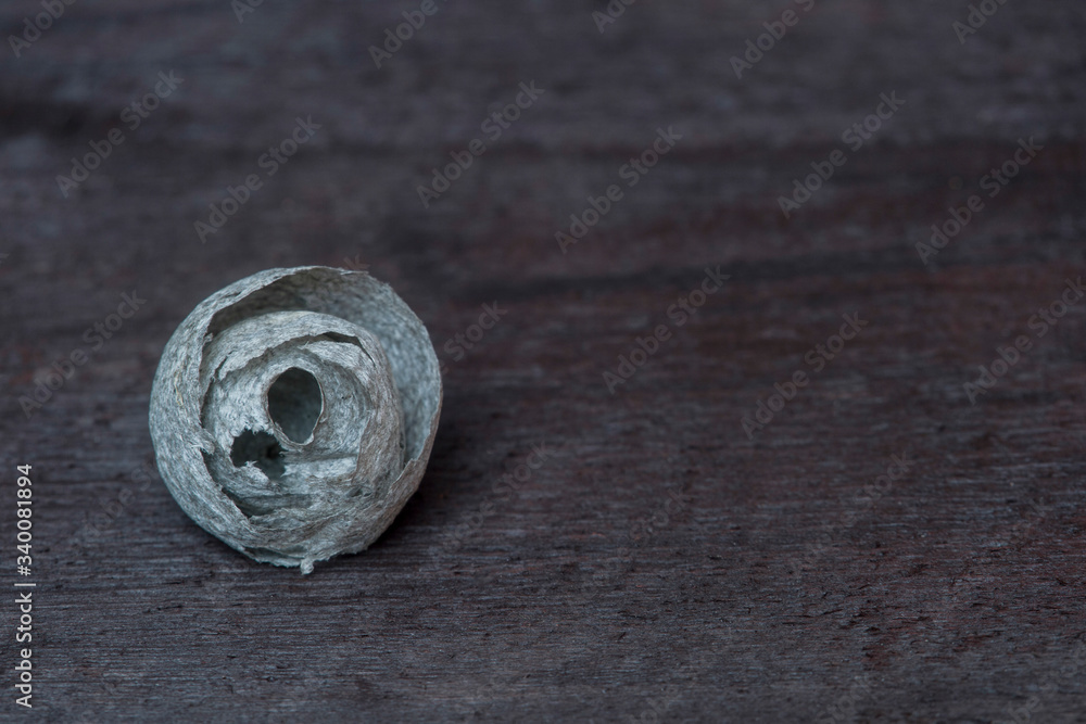 Gray Thin Paper Beehive Round Wasp House On grey background Gray Thin Paper Beehive Round Wasp House On grey background