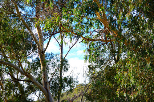 фотографія Iconic Australian bushland scene with tall eucalyptus trees and shrubs on a sunny morning