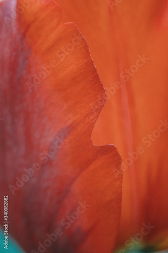 tulip, macro, red, flower, nature, garden, spring, bloom, plant, green, beauty, flora, blossom, summer, floral, beautiful, pink, poppy, flowers, closeup, gardening, love, tuliplife