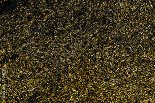 pine needles