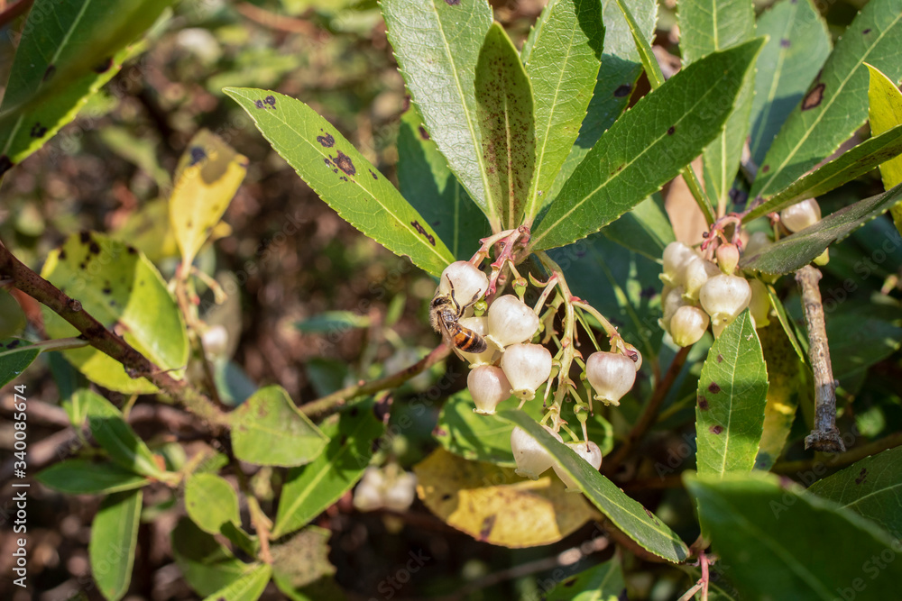 Bell-shaped white flowers on the leaves of the tree, whose Latin name is Arbutus ericaceae. The bee on it is feeding. Bell-shaped white flowers on the leaves of the tree, whose Latin name is Arbutus ericaceae. The bee on it is feeding.