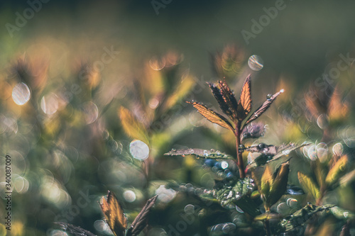 Leaves with water drops vintage lens rendering
