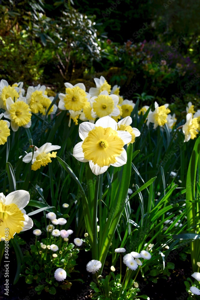 Obraz premium daffodils in spring