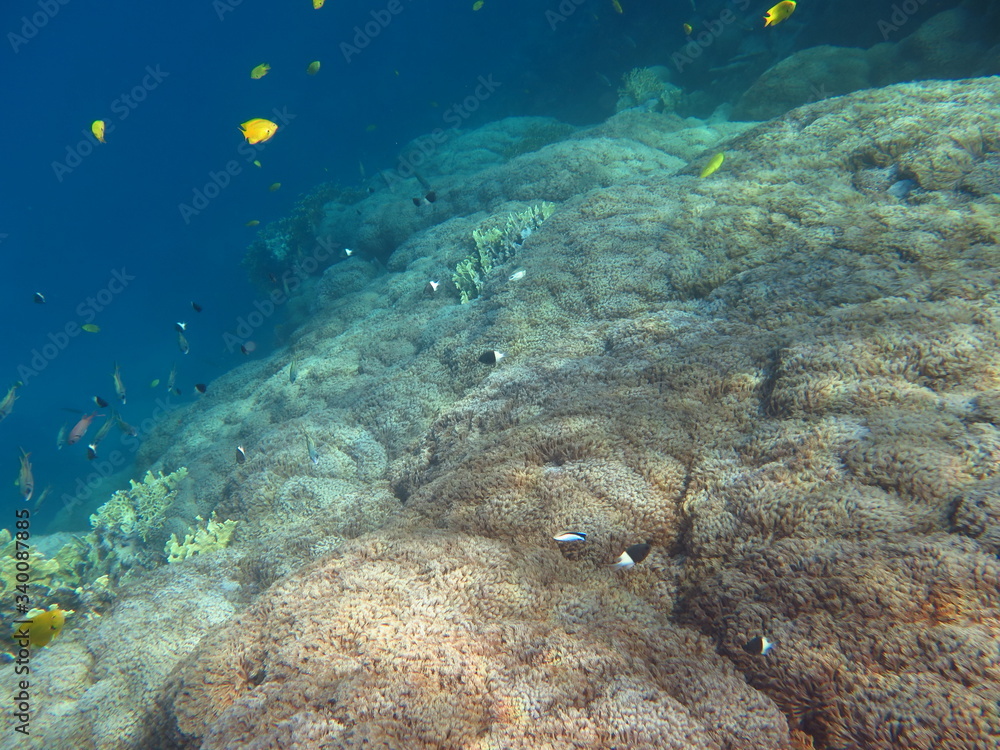 Fototapeta premium Coral reef ecosystem
