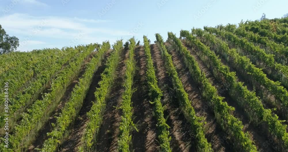 Aerial landscape over fields of vineyards grape with designation of origin. Grape plantation cutie wine lines perfect production winery wine blanc cabernet sauvignon merlot. Chile. 4K Aerial landscape over fields of vineyards grape with designation of origin. Grape plantation cutie wine lines perfect production winery wine blanc cabernet sauvignon merlot. Chile. 4K