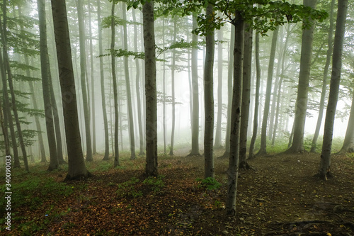 Green forest in a mysteriou...