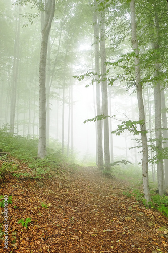 Green forest in a mysteriou...