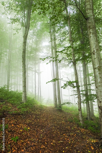 Green forest in a mysteriou...