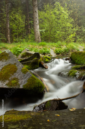 Green forest in a mysteriou...