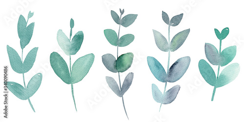 Watercolor eucalyptus set. Eucalyptus branch isolated on white background. Floral illustration for design, print, fabric or background..