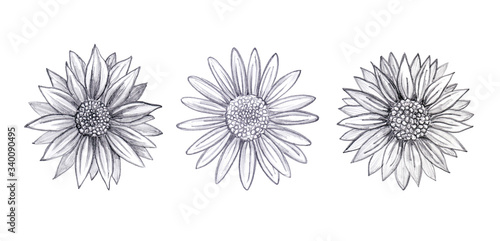 Set of daisy flowers hand drawn with a simple pencil. Botanical sketch. Isolated on white background