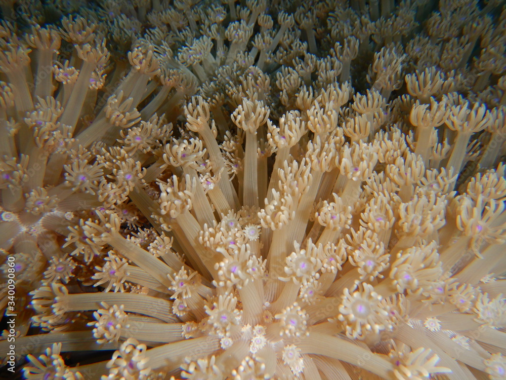Coral reef ecosystem Coral reef ecosystem