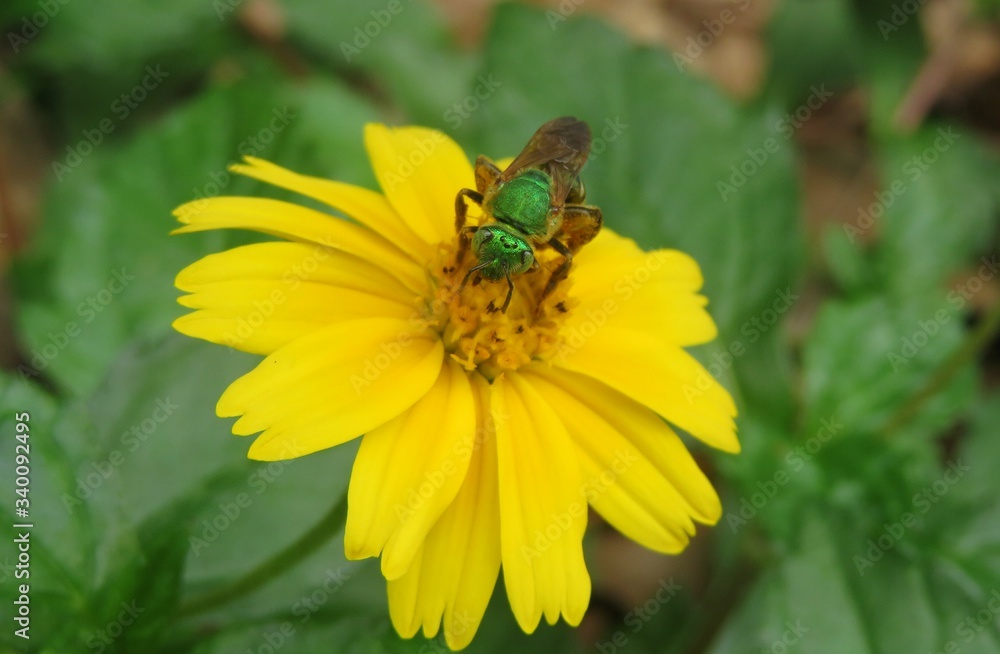 Agapostemon green bee on yellow flower in Florida nature Agapostemon green bee on yellow flower in Florida nature