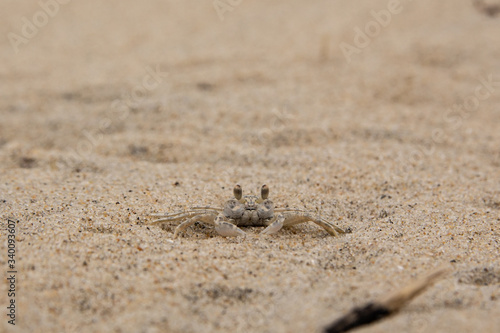 Sand Crab Covered in Sand on a Beach at Corolla, North Carolina 
