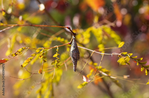 Coccoon on branch photo