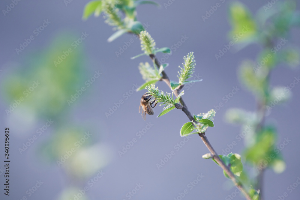 A European honey bee (Apis mellifera) harvesting pollen from a white willow tree (Salix alba) by a beautiful spring day. A European honey bee (Apis mellifera) harvesting pollen from a white willow tree (Salix alba) by a beautiful spring day.
