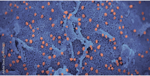 vector illustration reproduction of corona virus in cells. background illustration. vector eps 10