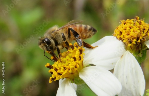 Bee on white flower closeup
