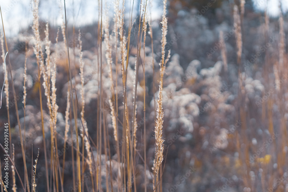 grass in the winter grass in the winter