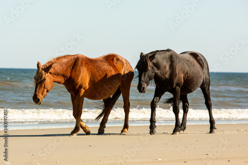 A Wild Black Horse Walking Slightly Behind a Wild Brown Horse on the Beach with Low Breaking Waves at Corolla  North Carolina