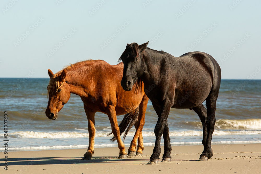 Wild Brown and Black Horses Walking Parallel Along a Beach With Low Breaking Waves at Corolla, North Carolina Wild Brown and Black Horses Walking Parallel Along a Beach With Low Breaking Waves at Corolla, North Carolina