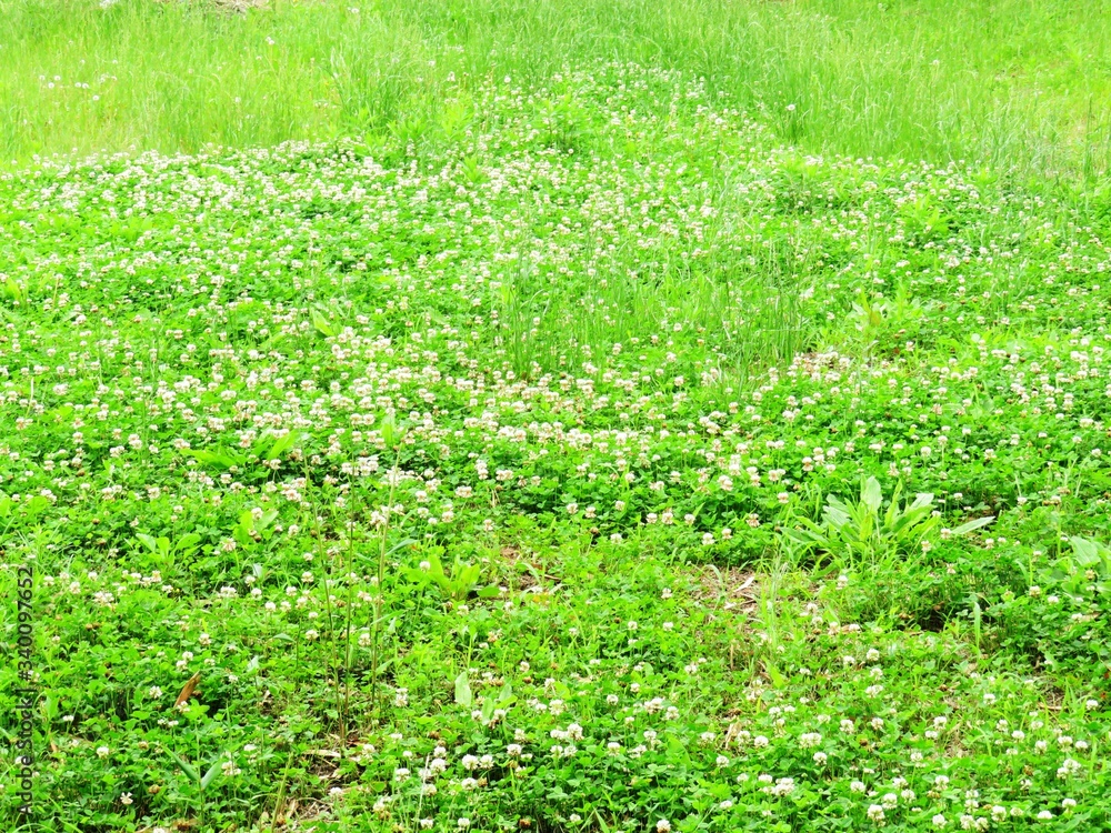 日本の田舎の風景 6月 草原 日本の田舎の風景 6月 草原