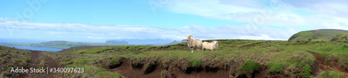 Panorama Sheep in Iceland