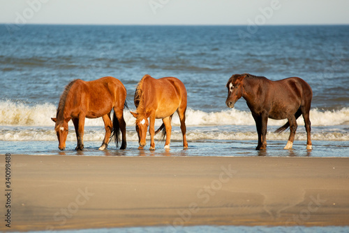 Three Horses with White Diamonds Drinking From the Ocean on a Beach at Corolla, North Carolina