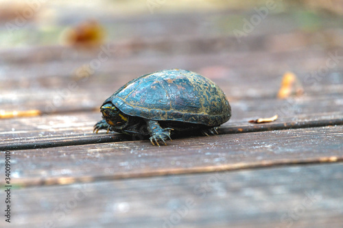 turtle retreating back into shell
