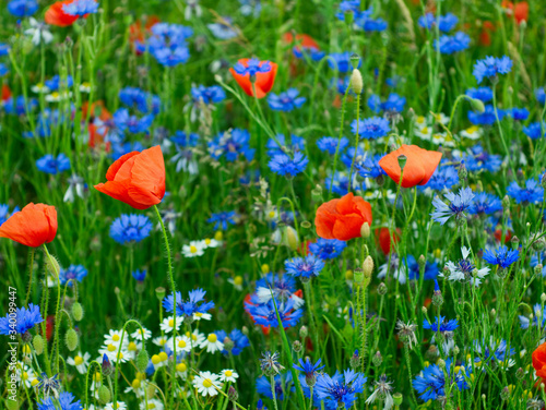 Cornflower and poppy field. Country landscape. Colorful summer background