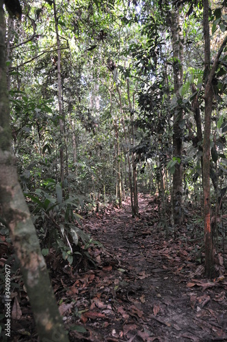 Forest Trail