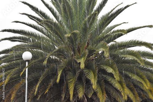 close up of palm trees
