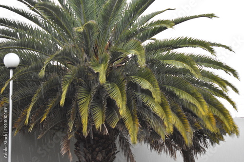 palm tree leaves