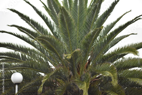 palm tree isolated
