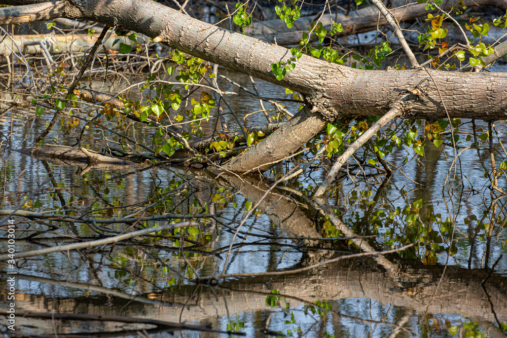 Beaver fallen tree in pond Beaver fallen tree in pond
