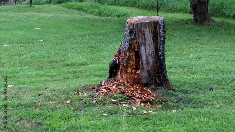A Pileated woodpecker rips apart a rotted tree stump looking for a meal A Pileated woodpecker rips apart a rotted tree stump looking for a meal
