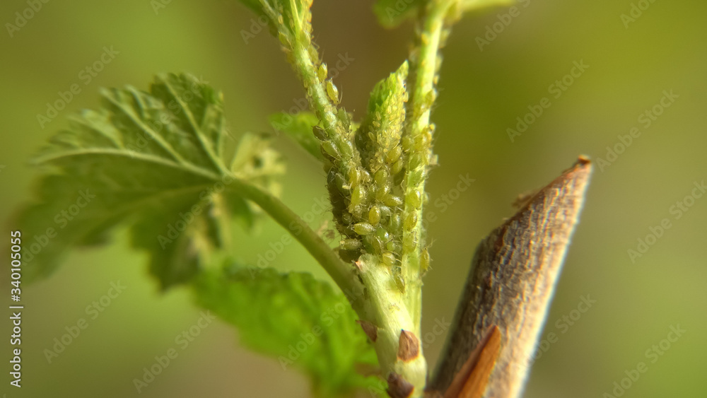 The plant pests colony in a macro view. The small aphids insects that