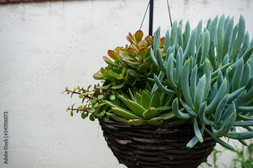 Succulent plant in pot