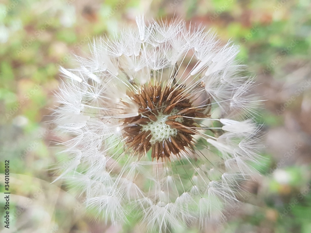 dandelion seed head