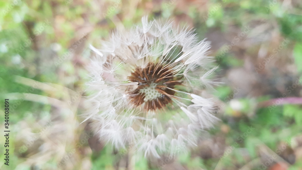 dry thistle flower