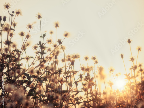 A low-angle shot of grass blossoms in the forest during the evening time, with the sunlight shining on the beautiful