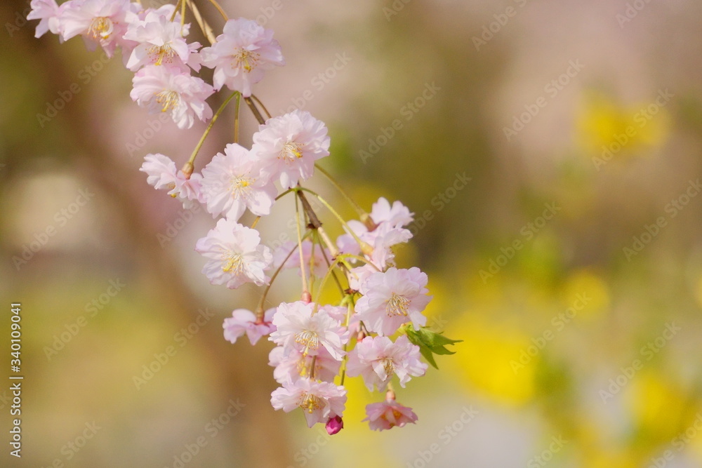 Fototapeta premium 柔らかなピンク色の八重枝垂れ桜と黄色いレンギョウ