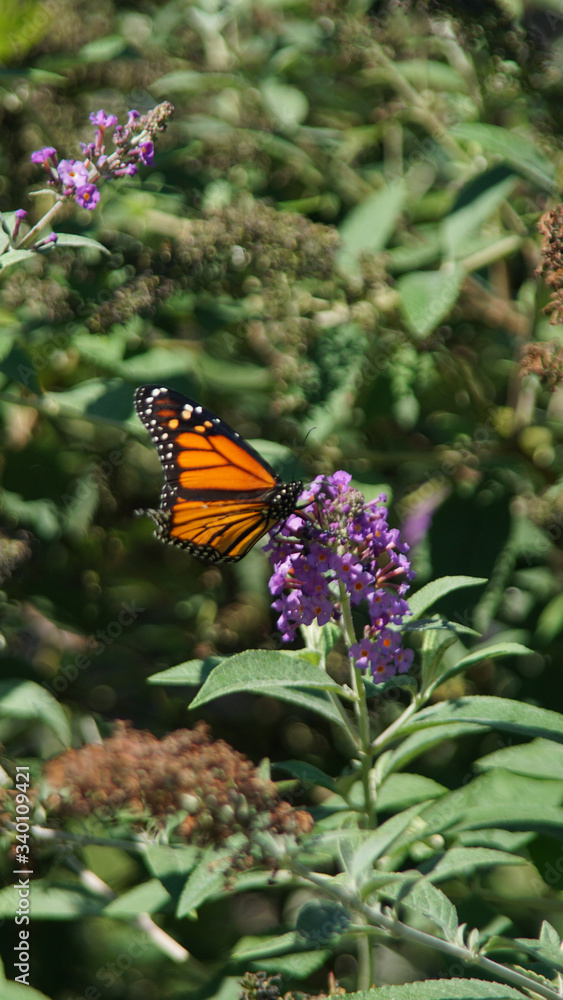 Butterfly pollinator on flower New York