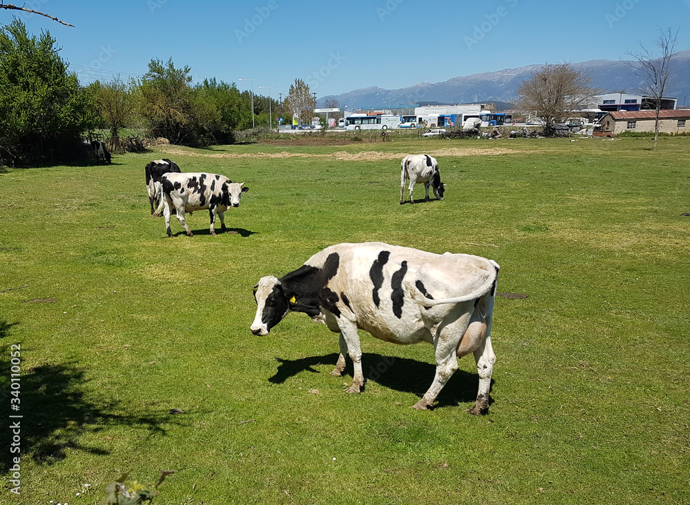 cow in a green meadow spring season colors cow in a green meadow spring season colors