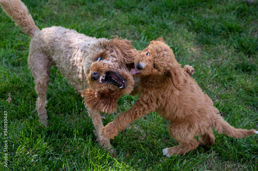 Two Goldendoodles play fighting. Showing their teeth as the play in the grass. Two Goldendoodles play fighting. Showing their teeth as the play in the grass.