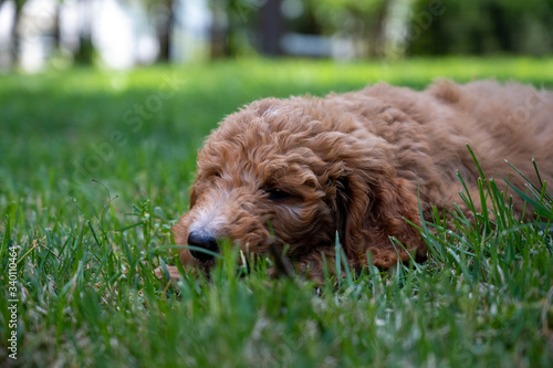 A tired goldendoodle puppy in the grass is going to sleep.