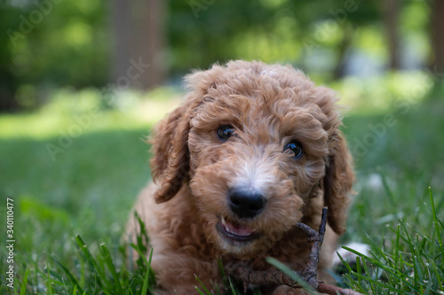 Closeup of a goldendoodle puppy chewing a stick