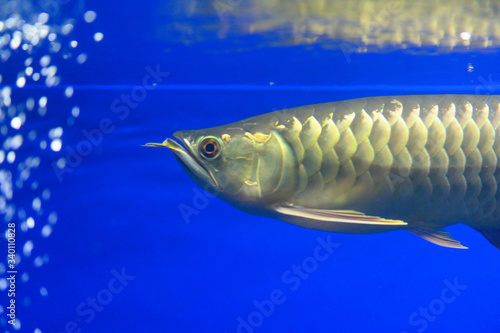 アロワナ・紅尾金龍・（Red Tail Golden Arowana ）（アクアリウム）